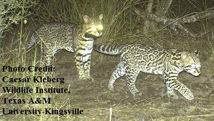 Janecka’s Efforts to Save the Ocelot Population in Texas